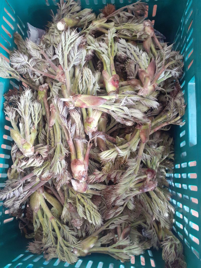 김연수님의 장터 판매 상품 [두릅1kg] 첨부 사진