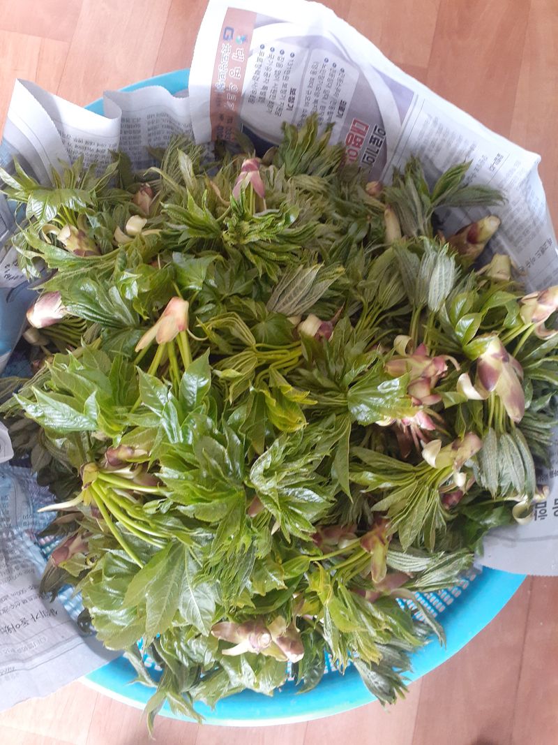 김연수님의 장터 판매 상품 [두릅1kg] 첨부 사진