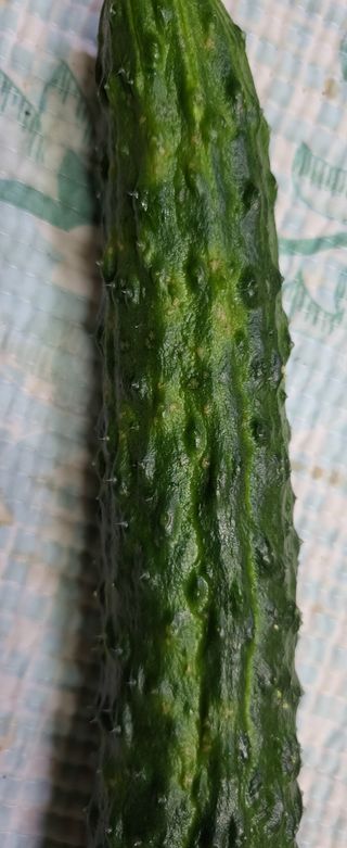 정찬우 님의 오이 · 병해충상담 작성글 사진