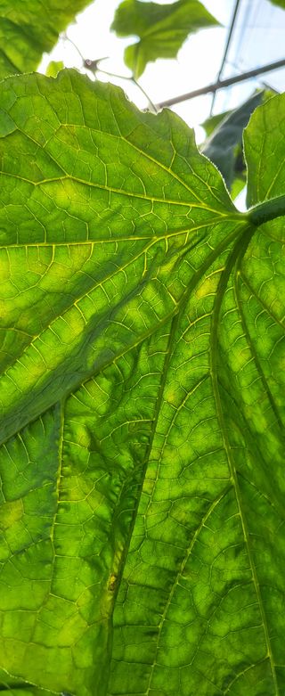 정찬우 님의 오이 · 병해충상담 작성글 사진