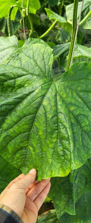 정찬우 님의 오이 · 병해충상담 작성글 사진