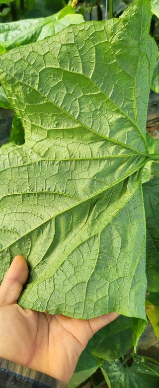 정찬우 님의 오이 · 병해충상담 작성글 사진