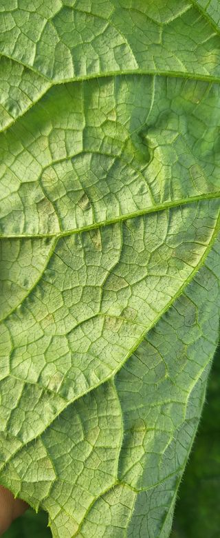 정찬우 님의 오이 · 병해충상담 작성글 사진