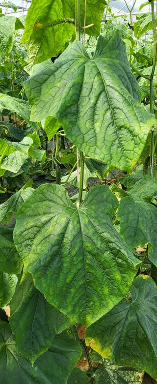 정찬우 님의 오이 · 병해충상담 작성글 사진