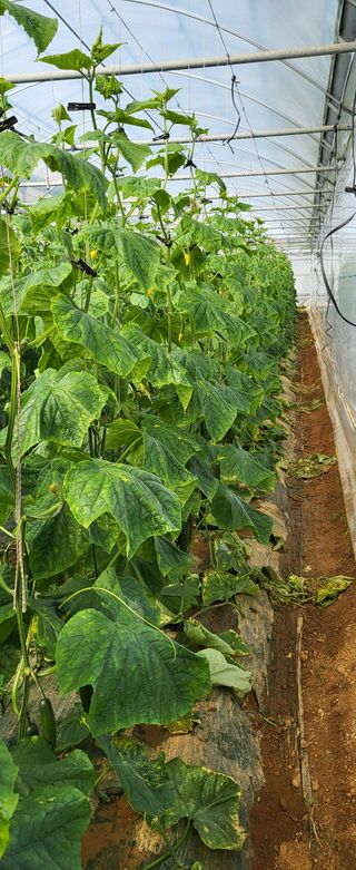 정찬우 님의 오이 · 병해충상담 작성글 사진