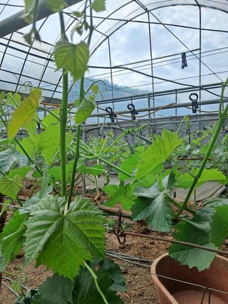 소망농원님의 포도 · 자유게시판 작성글 사진