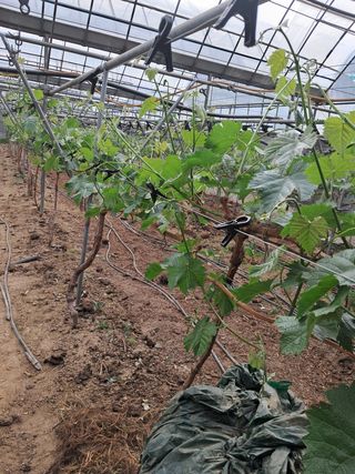 소망농원님의 포도 · 자유게시판 작성글 사진