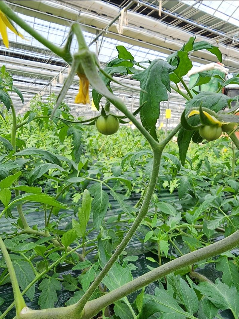 김지연님의 장터 판매 상품 [짭짤이 토마토 특과 2.5kg(노란빛을 띈)] 첨부 사진