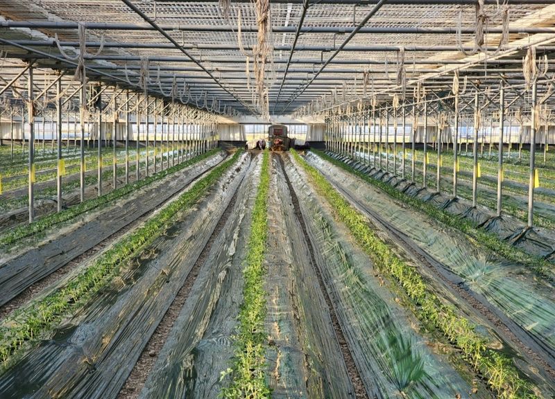 김지연님의 장터 판매 상품 [짭짤이 토마토 특과 2.5kg(노란빛을 띈)] 첨부 사진