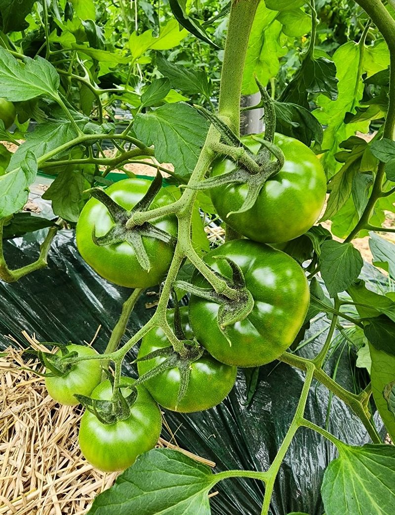 김지연님의 장터 판매 상품 [짭짤이 토마토 특과 2.5kg(노란빛을 띈)] 첨부 사진