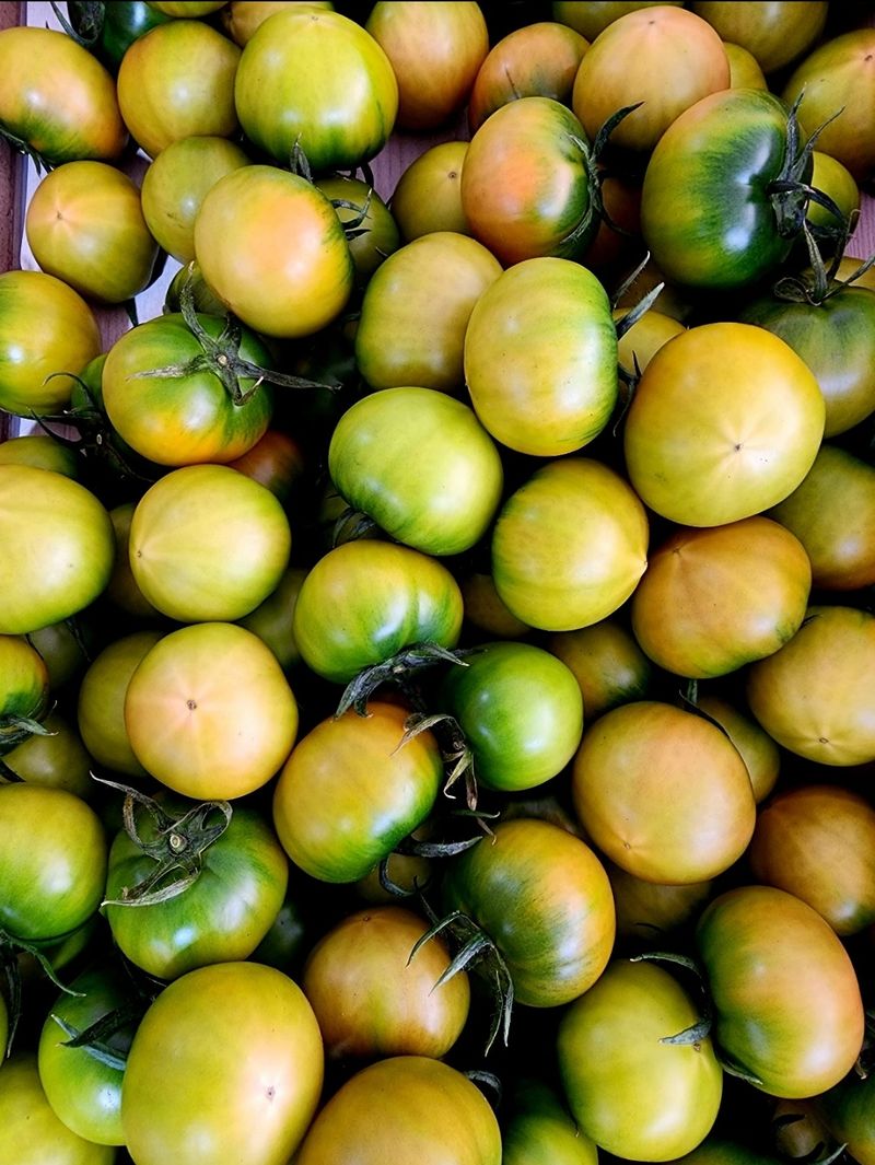 김지연님의 장터 판매 상품 [짭짤이 토마토 특과 2.5kg(노란빛을 띈)] 첨부 사진