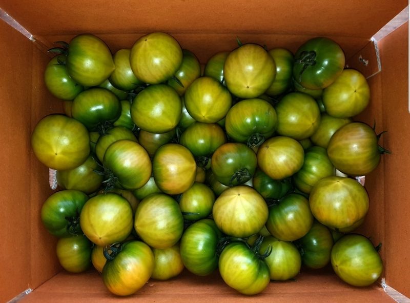 김지연님의 장터 판매 상품 [짭짤이 토마토 특과 2.5kg(노란빛을 띈)] 첨부 사진