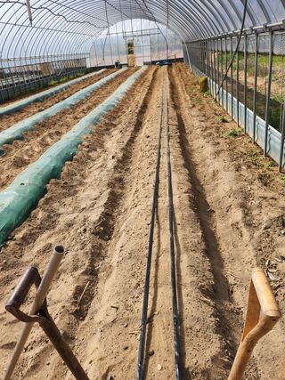 배섭님의 고추 · 일상 작성글 사진