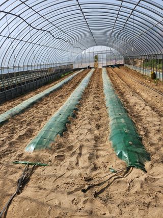 배섭님의 고추 · 일상 작성글 사진