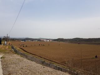 담디농원님의 파 · 자유게시판 작성글 사진