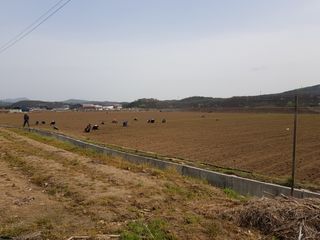 담디농원님의 파 · 자유게시판 작성글 사진