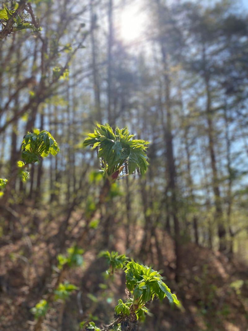 장터 상품 [개두릅(엄나무순) 2키로 40,000원] 썸네일