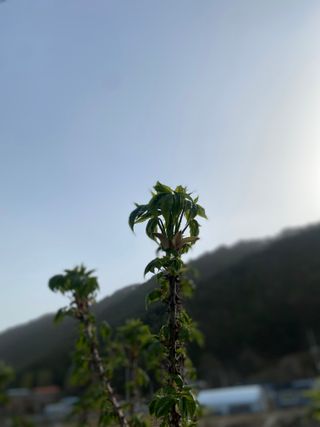 하슬라청년농부님의 작성글 사진