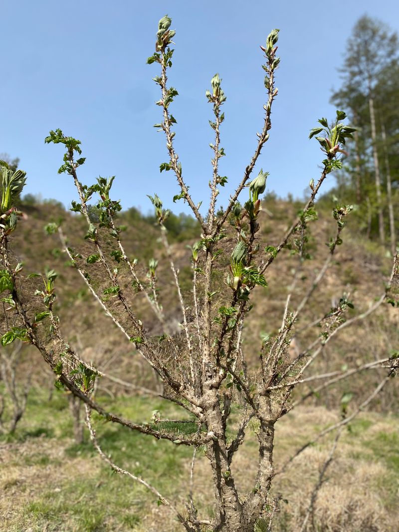 하슬라청년농부님의 장터 판매 상품 [개두릅(엄나무순) 2키로 40,000원] 첨부 사진