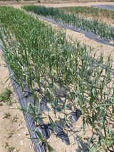 팜모닝 마늘·병해충상담 게시글 이미지