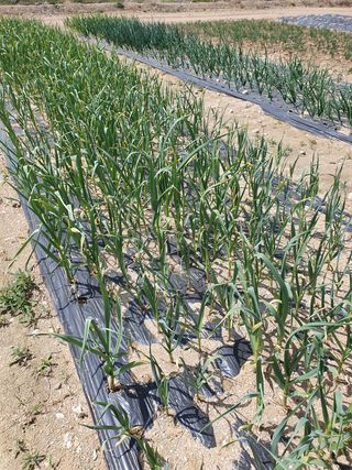 장순영님의 마늘 · 병해충상담 작성글 사진