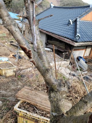 이승남님의 기타작물 · 병해충상담 작성글 사진