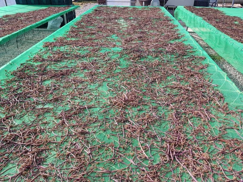 조인영님의 장터 판매 상품 [2025년 친환경 건고사리 판매합니다.] 첨부 사진