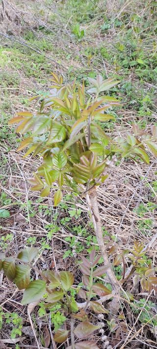 농사꾼 단비님의 자유주제 · 자유게시판 작성글 사진