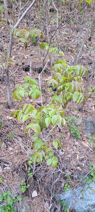 농사꾼 단비님의 자유주제 · 자유게시판 작성글 사진