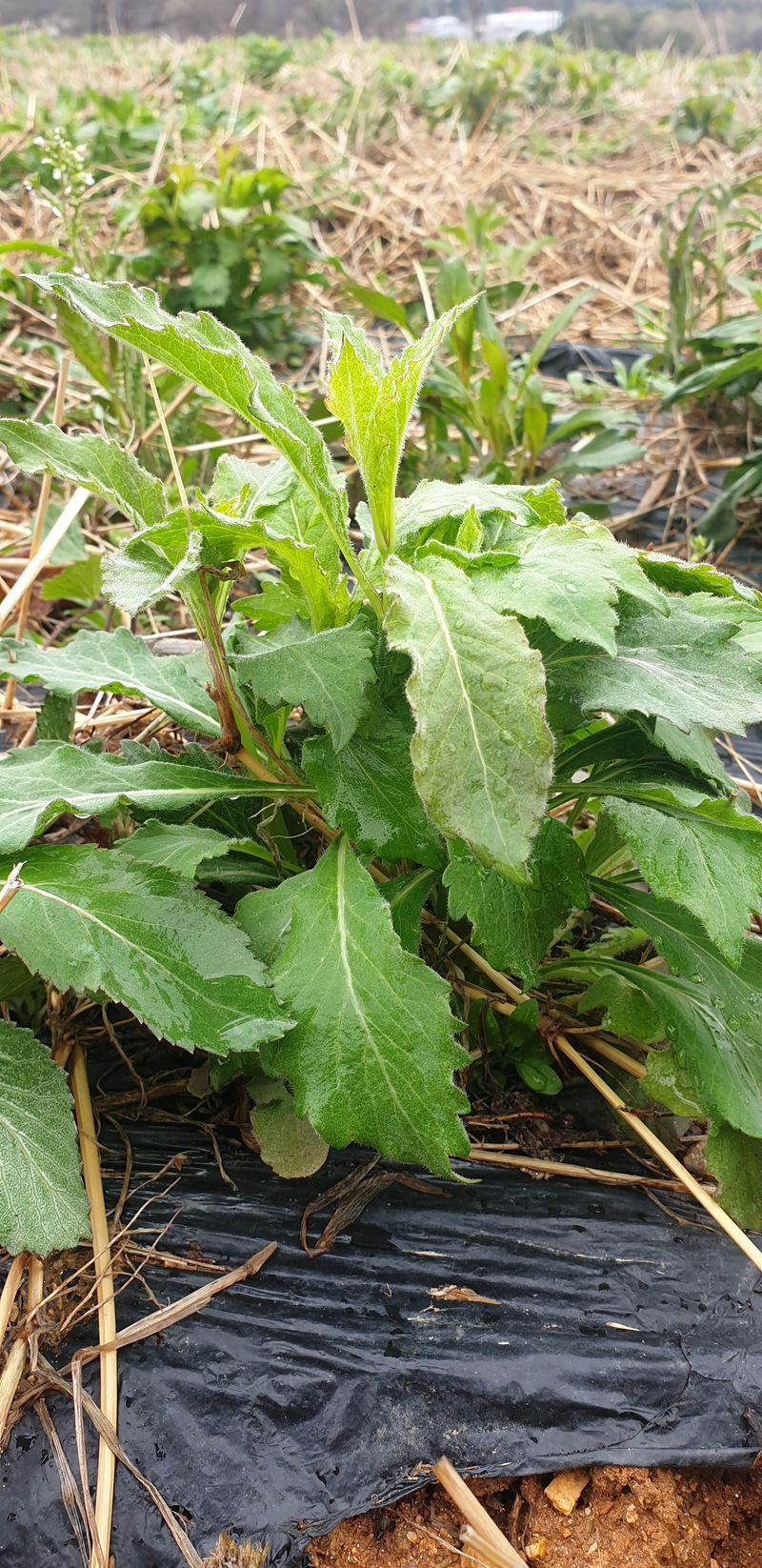 황강순님의 장터 판매 상품 [잔대순(나물)] 첨부 사진