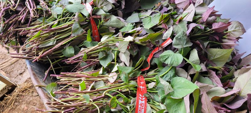 장터 상품 [고구마종순판매 1단(100)기준] 썸네일