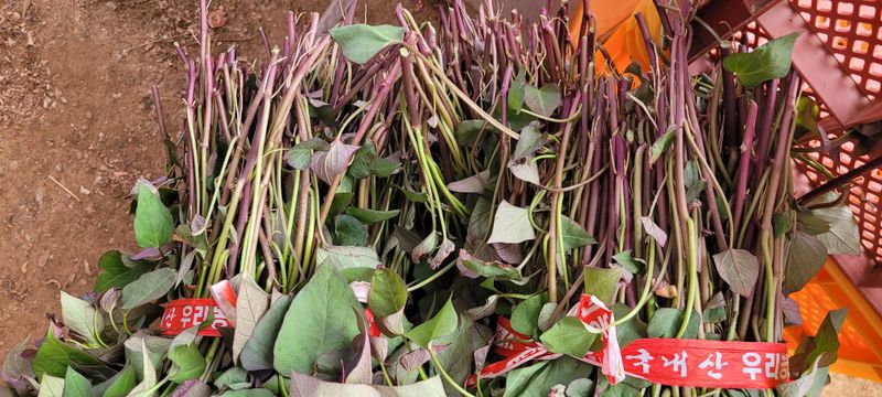 이동훈님의 장터 판매 상품 [고구마종순판매 1단(100)기준] 첨부 사진