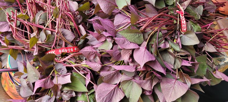 이동훈님의 장터 판매 상품 [고구마종순판매 1단(100)기준] 첨부 사진