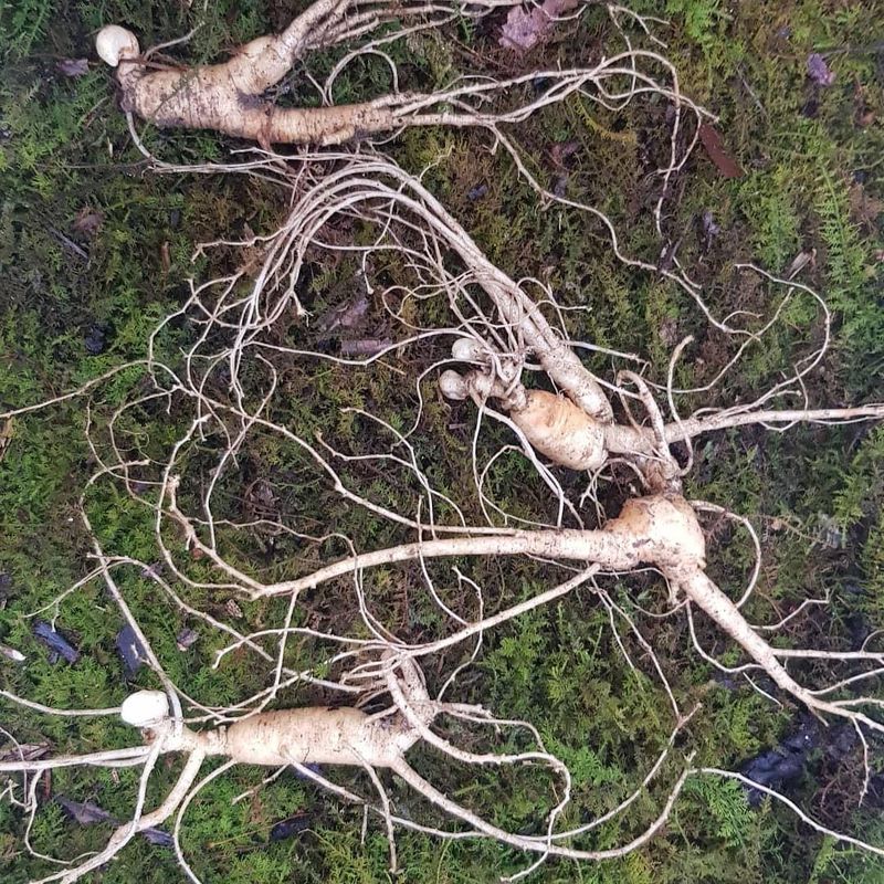 석은영님의 장터 판매 상품 [침향산삼단(5g×10ea)] 첨부 사진