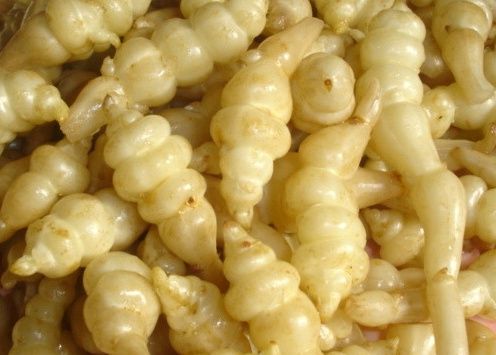 장터 상품 [초석잠 분말 500g] 썸네일