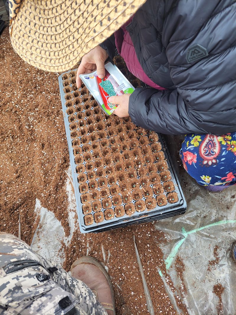 오마니농장님의 장터 판매 상품 [과일맛 풋고추 모종] 첨부 사진