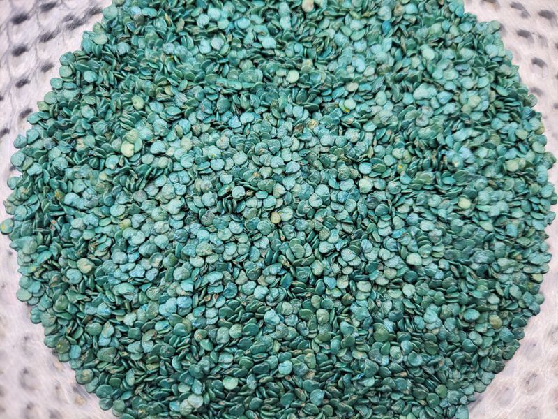 오마니농장님의 장터 판매 상품 [과일맛 풋고추 모종] 첨부 사진