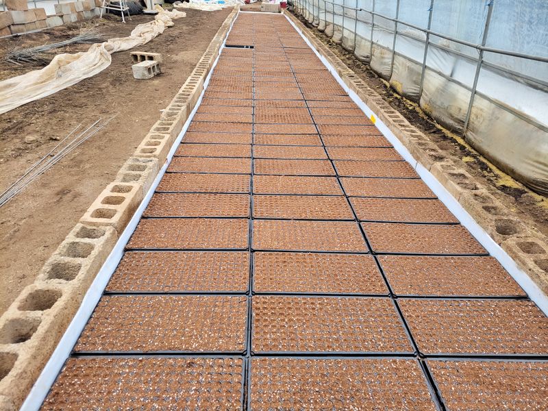 오마니농장님의 장터 판매 상품 [과일맛 풋고추 모종] 첨부 사진