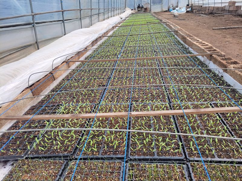 오마니농장님의 장터 판매 상품 [과일맛 풋고추 모종] 첨부 사진