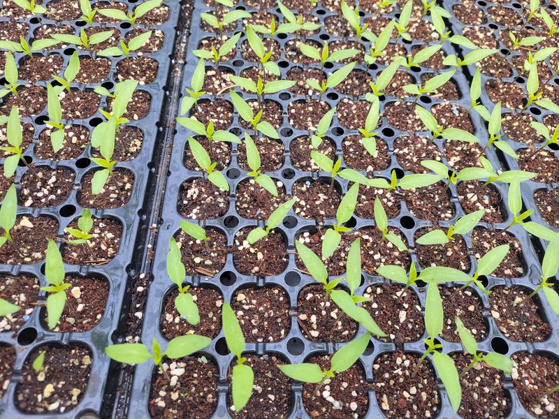 오마니농장님의 장터 판매 상품 [과일맛 풋고추 모종] 첨부 사진