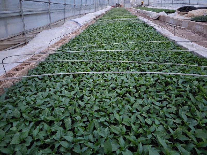 오마니농장님의 장터 판매 상품 [과일맛 풋고추 모종] 첨부 사진