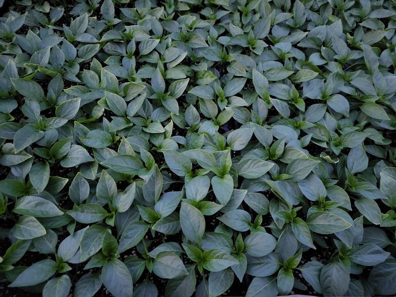 오마니농장님의 장터 판매 상품 [과일맛 풋고추 모종] 첨부 사진