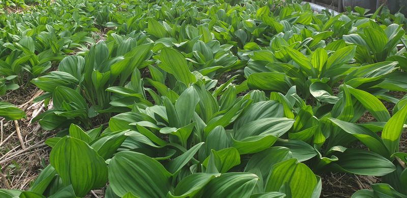 장터 상품 [명이나물] 썸네일