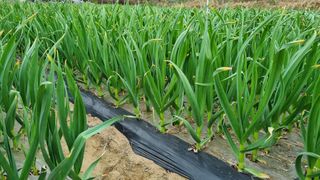 함영규님의 들깨 · 자유게시판 작성글 사진