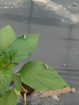 팜모닝 고추·병해충상담 게시글 이미지