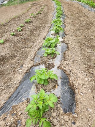 김찬우님의 감자 · 자유게시판 작성글 사진