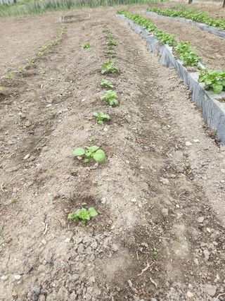 김찬우님의 감자 · 자유게시판 작성글 사진