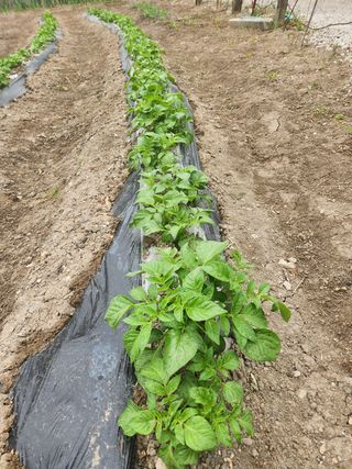 김찬우님의 감자 · 자유게시판 작성글 사진