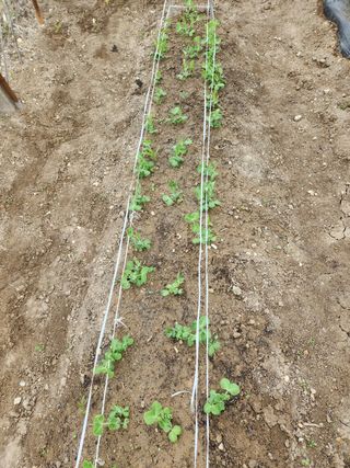 김찬우님의 콩 · 자유게시판 작성글 사진