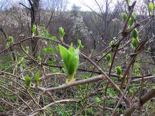 자연농원 순 강재옥님의 자유주제 · 자유게시판 작성글 사진